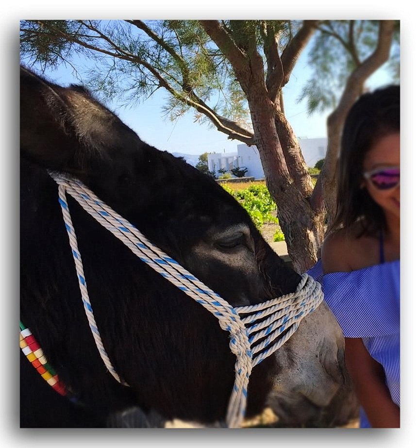 "Marco Polo" Our Donkey