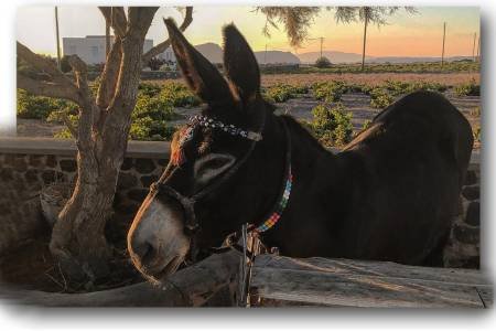 Meet Our little Donkey "Marco"